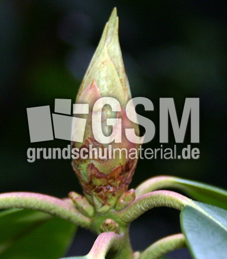 Rhododendronbluete-3.jpg